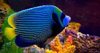 colorful marine fishes