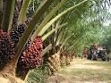 palm oil