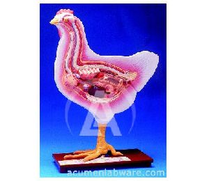 Chicken Dissection Model