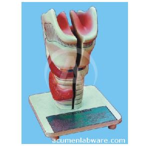 human-larynx