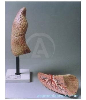 Human Lungs