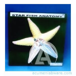 Star Fish Model