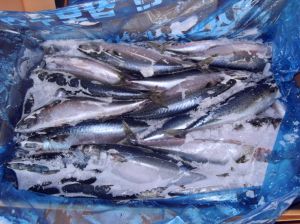 Frozen Mackerel, Frozen Seafood