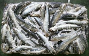 Frozen Sardine