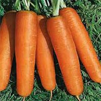 carrot