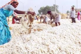 raw cotton,  Moisture Content : <8%