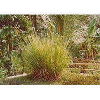 Ruh Khus (oil of Vetiver Grass)