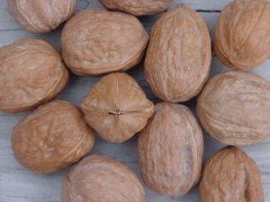 walnuts walnuts