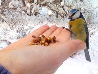 bird feeds