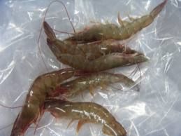 Vannamei Shrimp