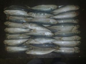 Frozen Horse Mackerel Fish