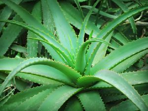 Aloe Vera Leaf