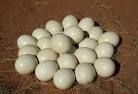 Fertile Hatching and Fresh  Ostrich Eggs