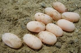Turtis Eggs