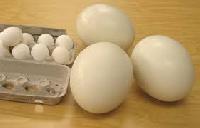 Ostrich Eggs