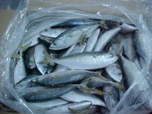 Frozen Horse Mackerel Fish