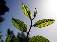 carbon dioxide plants