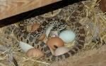 Snake Egg