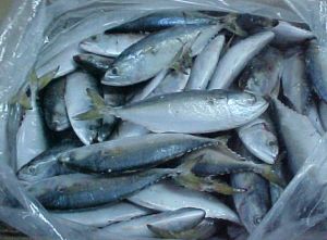 Frozen Whole Horse Mackerel Fish