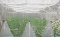anti insect nets