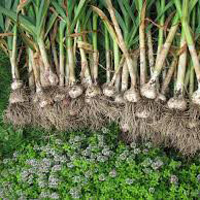 Green Garlic