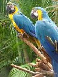 Blue Macaws, Gold Macaws
