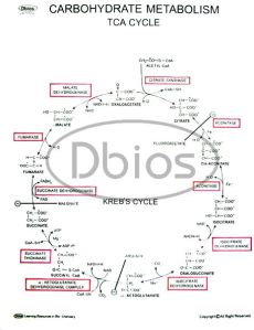 Carbohydrate Metabolism Carbohydrate Metabolism