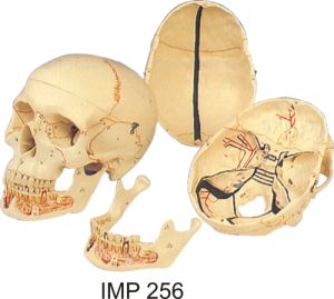 Classic Skull Classic Skull