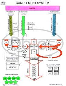 Complement System Charts Complement System Charts
