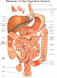 Disease of Digestive System
