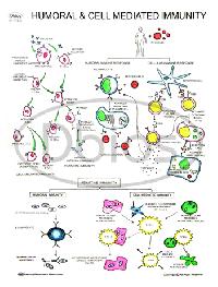 Cell Mediated Immunity Charts