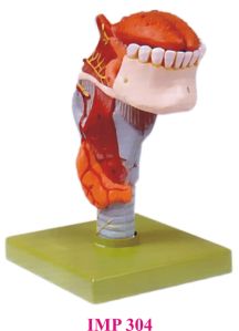 Larynx Larynx
