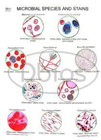 Microbial Species Microbial Species