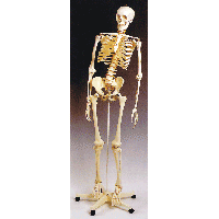 Physiotherapy Skeleton