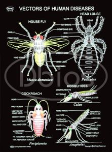 Vectors Of Human Diseases Charts Vectors Of Human Diseases Charts