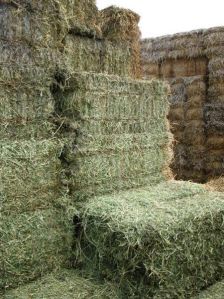 Alfalfa Bales