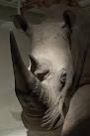 Rhinoceros Horn