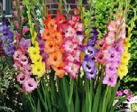 gladiolus flowers