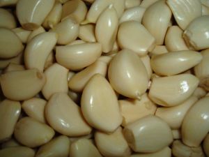fresh garlic