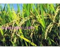 basmati rice,  Shelf Life :1 Year