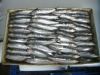 Frozen Sardine
