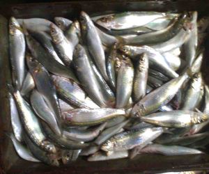 Frozen Sardines