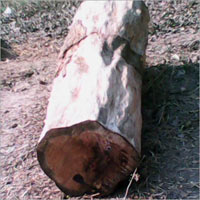Bilinga Wood Timber