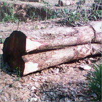 Teak Wood Cut Size