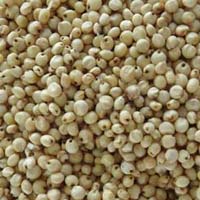 sorghum