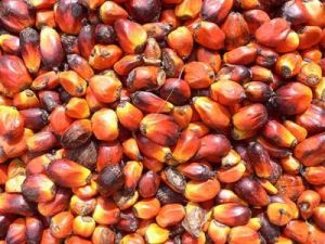 Crude Palm Oil, Refined Palm Oil