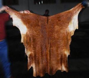 Wet Salted Blue Sheep Skin