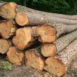 Pine Wood Logs