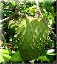 Medicinal Graviola Fruits