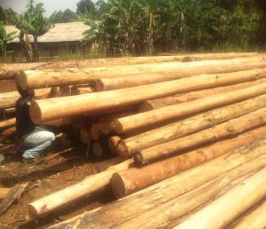 Eucalyptus Wood Poles